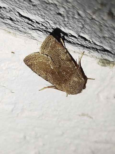 Conistra rubiginosa - szürke télibagoly