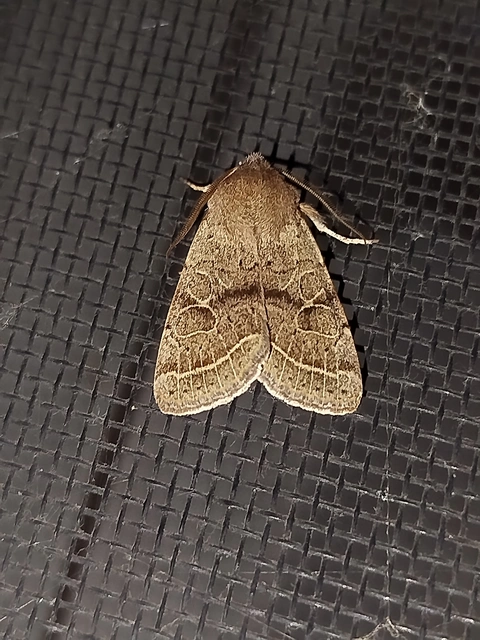 Orthosia cerasi - közepes barkabagoly