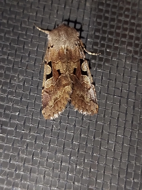 Orthosia gothica - feketefoltos barkabagoly