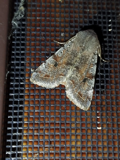 Orthosia incerta - változékony barkabagoly