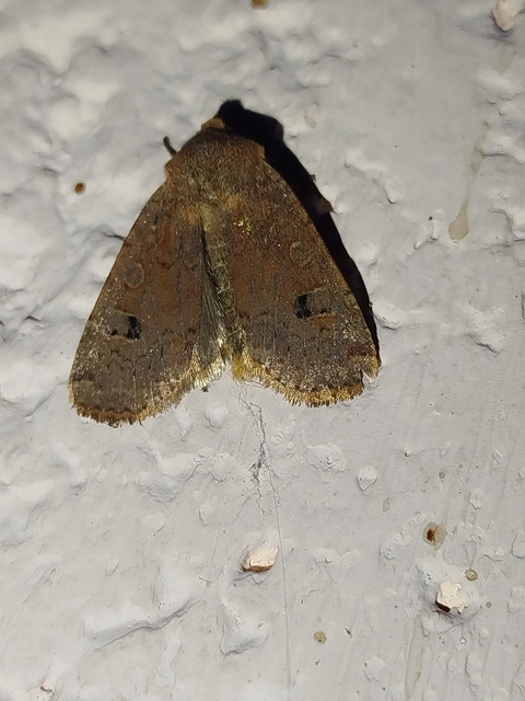Conistra erythrocephala - vörösfejű őszibagoly