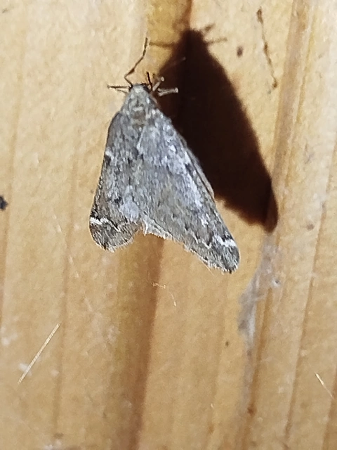 Alsophila aescularia - vadgesztenye-araszoló