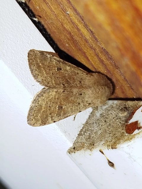 Orthosia cruda - kis barkabagoly