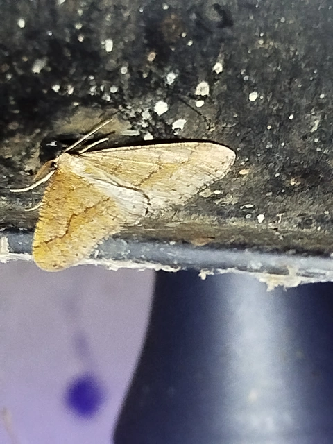 Agriopis marginaria - sárgás téliaraszoló