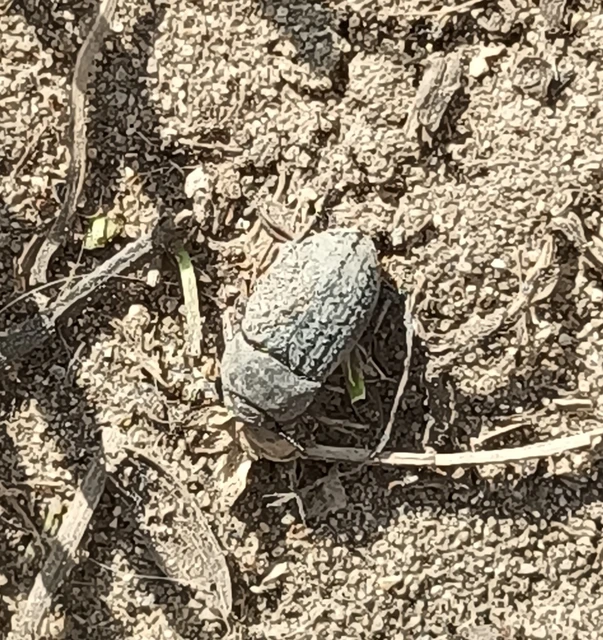 Opatrum sabulosum - sároshátú gyászbogár Opatrum sabulosum - sároshátú gyászbogár