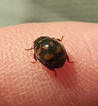 Subcoccinella vigintiquatuorpunctata - lucernaböde