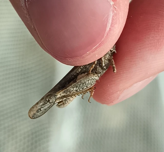 Acrotylus insubricus - önbeásósáska