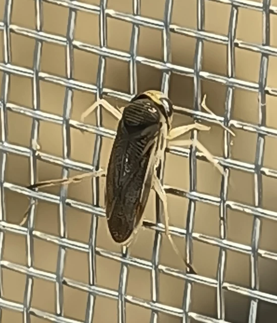 Corixidae - búvárpoloskák Corixidae - búvárpoloskák