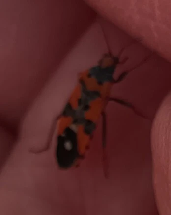 Lygaeus equestris/simulans