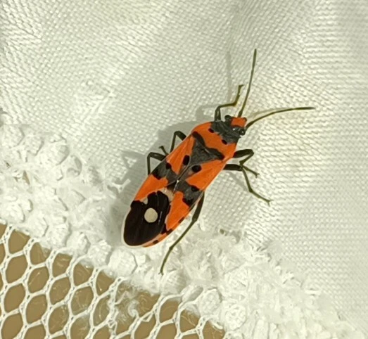 Lygaeus equestris/simulans