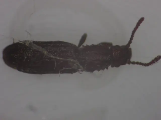 Oryzaephilus surinamensis - zsizsikfaló fogasnyakú-lapbogár