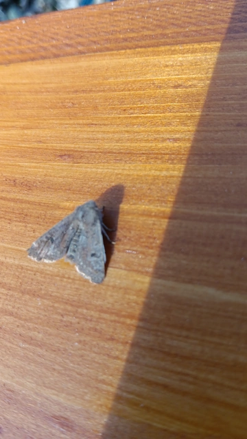 Orthosia cruda - kis barkabagoly