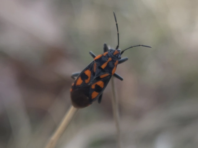 Spilostethus saxatilis - virágbodobács