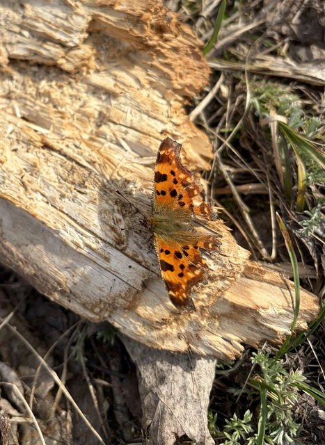 Nymphalis c-album - C-betűs lepke