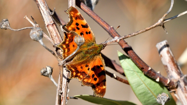 Nymphalis c-album - C-betűs lepke