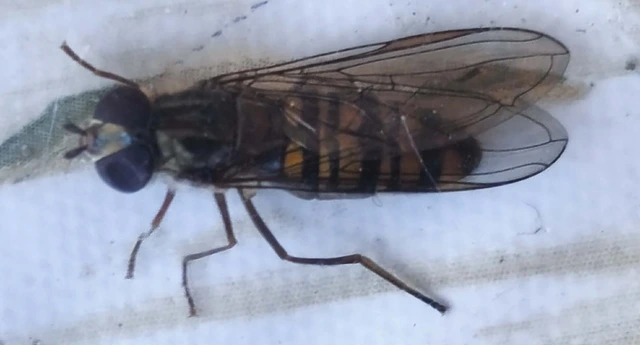 Syrphidae - zengőlegyek