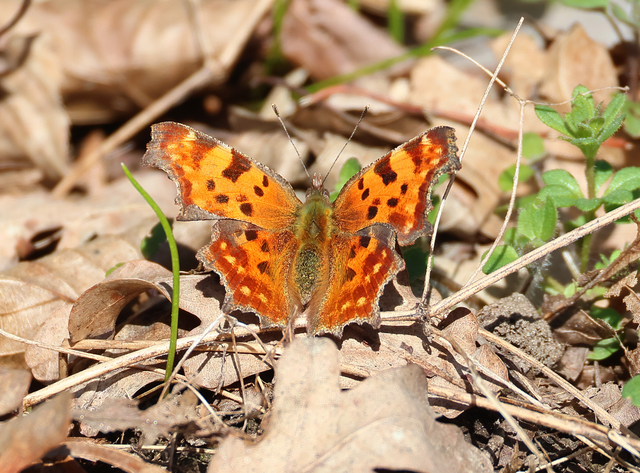Nymphalis c-album - C-betűs lepke