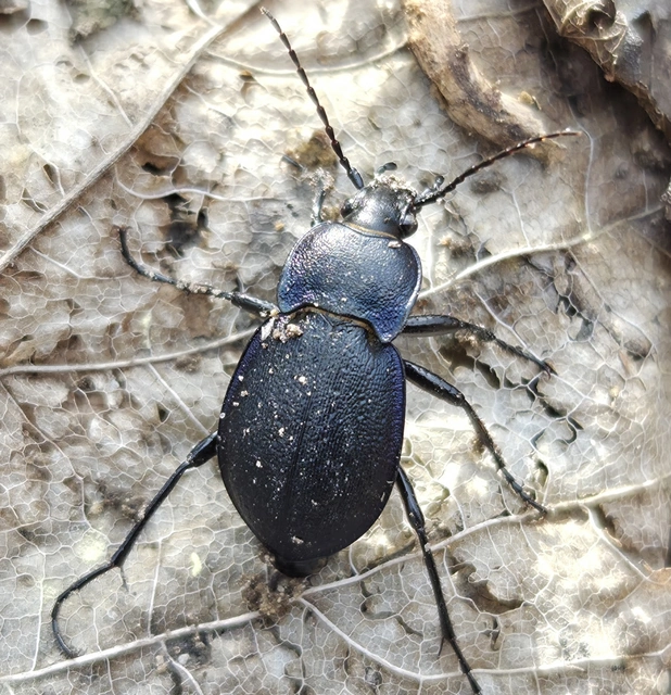 Carabus convexus - selymes futrinka