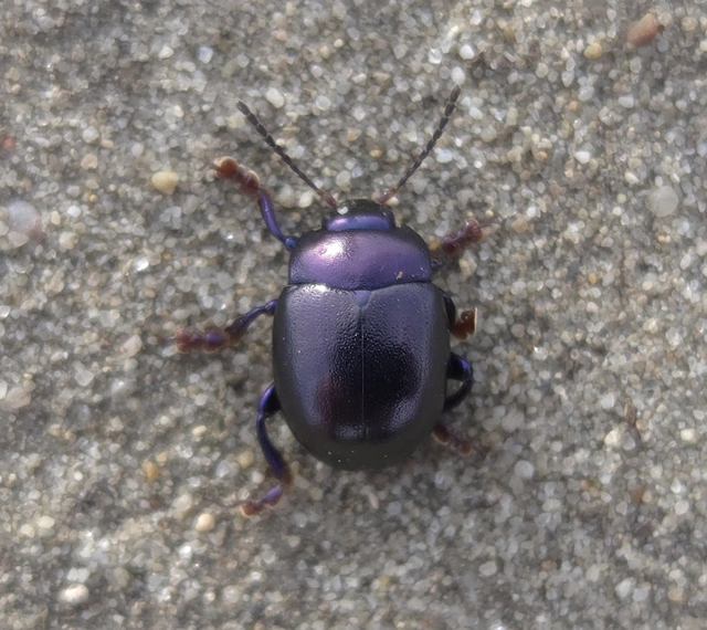 Chrysolina sturmi - vöröslábú levelész