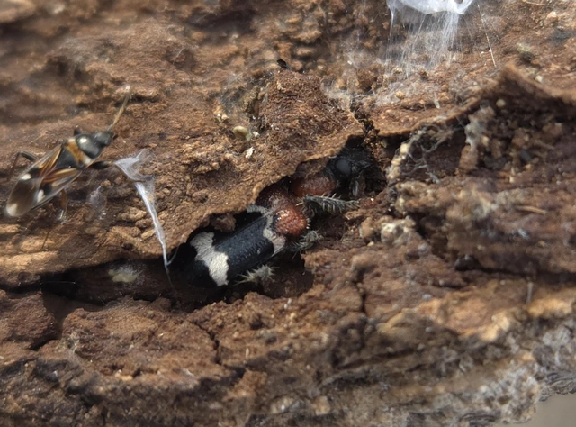 Thanasimus formicarius - vörösnyakú szúfarkas