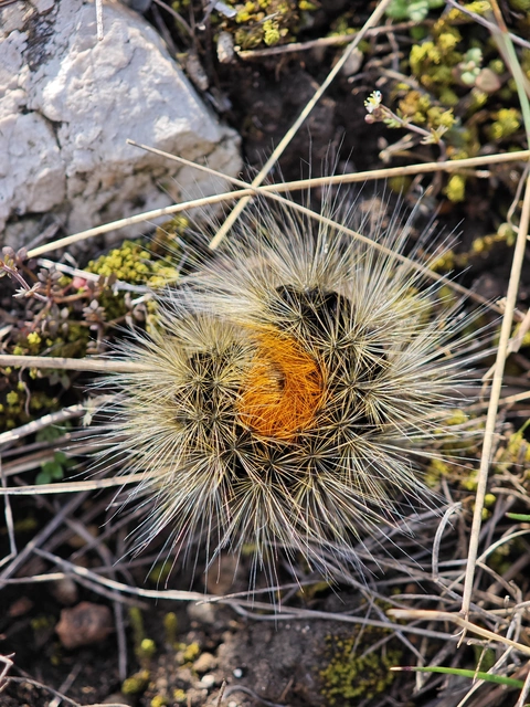 Arctia festiva - díszes medvelepke