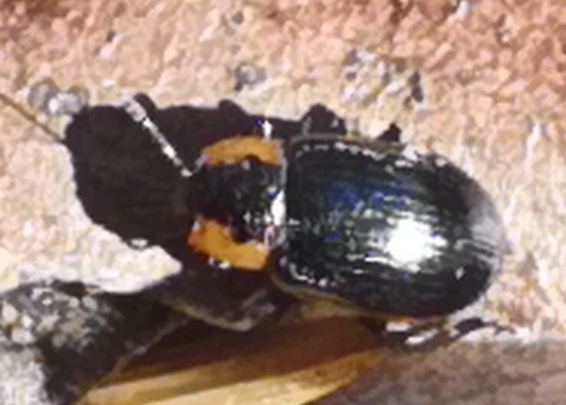 Prasocuris marginella - szegélyes boglárkalevelész