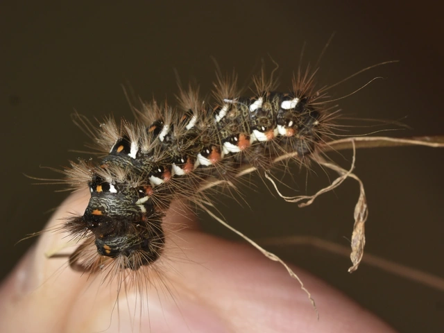 Acronicta rumicis - sóska-szigonyosbagoly Acronicta rumicis - sóska-szigonyosbagoly
