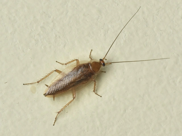 Blattodea - Csótányok Blattodea - Csótányok