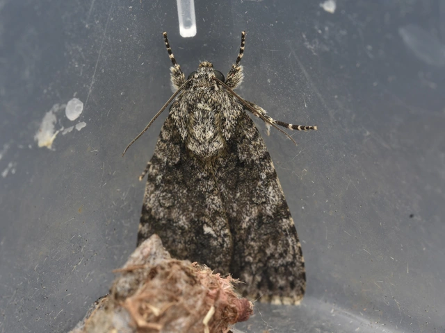 Acronicta rumicis - sóska-szigonyosbagoly Acronicta rumicis - sóska-szigonyosbagoly