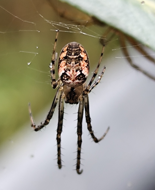 Metellina segmentata/mengei