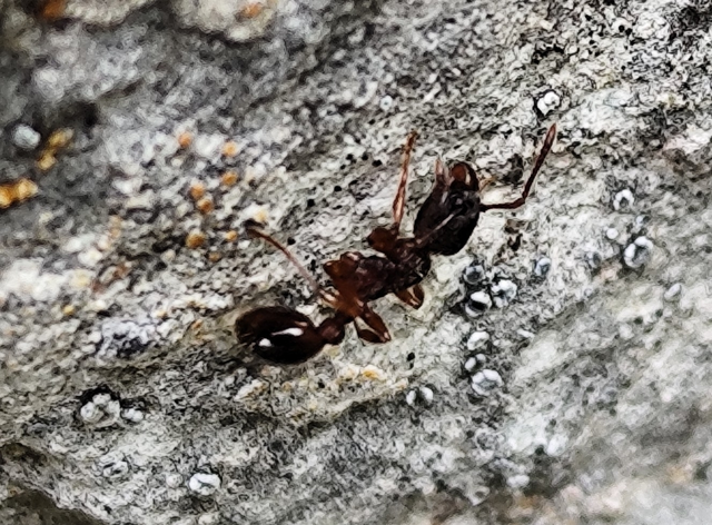 Myrmica