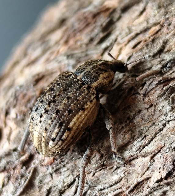 Brachypera zoilus - lucerna-gubósormányos
