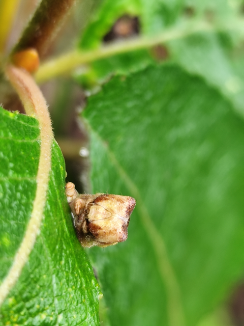 szürkepettyes araszoló - Biston betularia