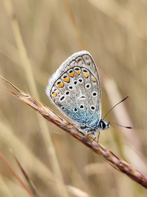 közönséges boglárka - Polyommatus icarus