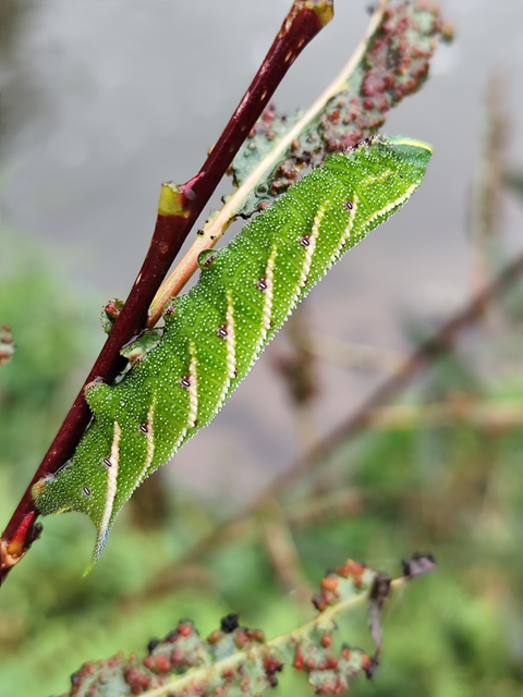 esti pávaszem - Smerinthus ocellatus