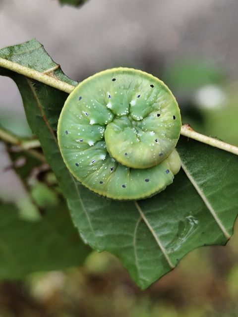 Cimbex connatus