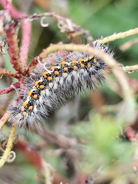 kutyatej-szigonyosbagoly - Acronicta euphorbiae