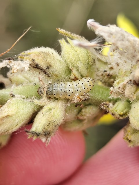 szalmaszínű tűzmoly - Paracorsia repandalis