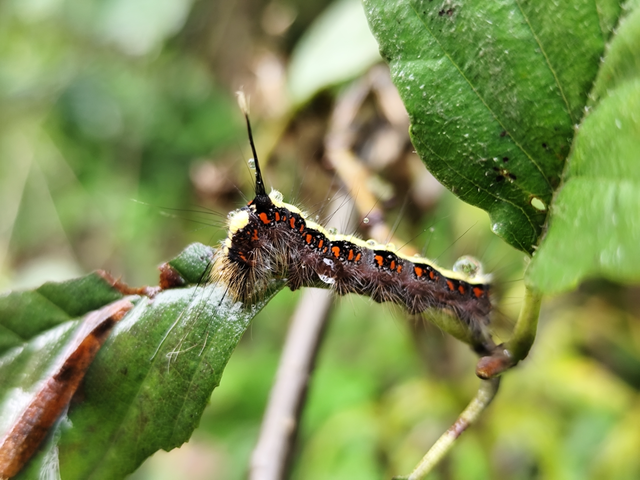 sötétszürke szigonyosbagoly - Acronicta cuspis
