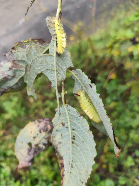 hamvasszövő - Calliteara pudibunda