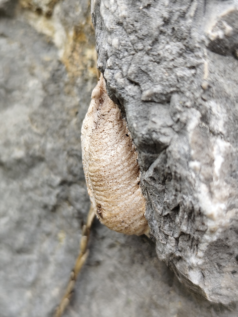 imádkozósáska - Mantis religiosa