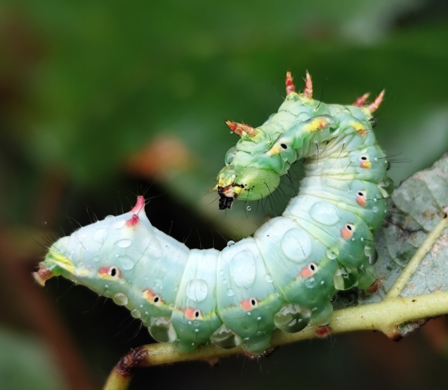 tevenyakú púposszövő - Ptilodon capucina