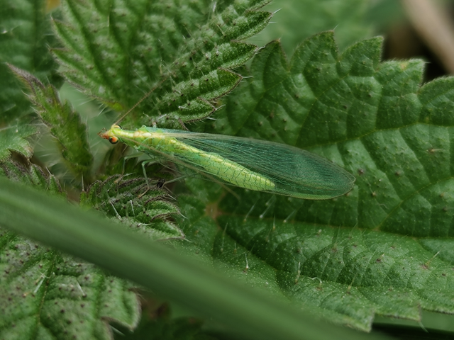 Chrysoperla Chrysoperla