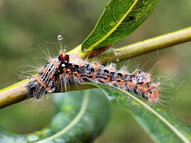 tarka levélszövő - Clostera anachoreta
