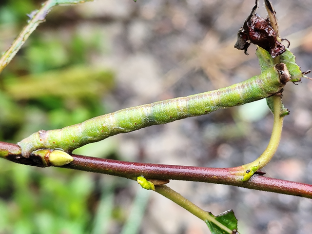 Biston betularia - szürkepettyes araszoló
