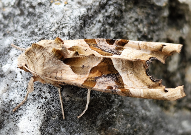 vándorló csipkésbagoly - Phlogophora meticulosa