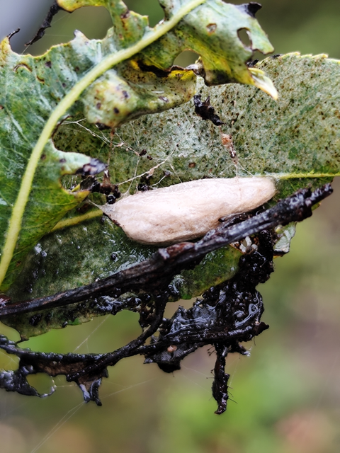 nyárfa-trapézbagoly - Nycteola asiatica