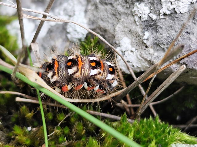 sóska-szigonyosbagoly - Acronicta rumicis