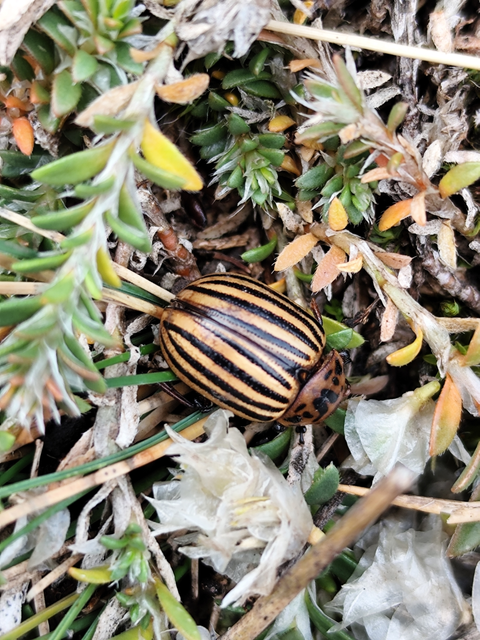 burgonyabogár - Leptinotarsa decemlineata