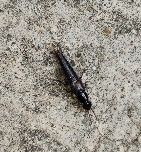 nagyszemű mohaholyva - Quedius umbrinus